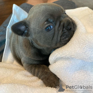 Photo №1. french bulldog - for sale in the city of Split | Is free | Announcement № 91410