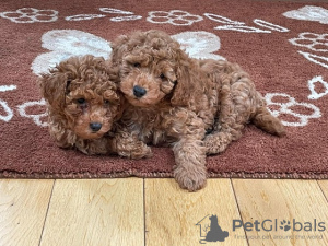 Photo №1. poodle (toy) - for sale in the city of Moskva | 410$ | Announcement № 11315