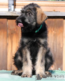 Additional photos: Pepper and salt giant schnauzer, puppies