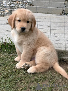 Photo №4. I will sell golden retriever in the city of Мадрид. breeder - price - Is free