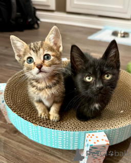 Photo №1. domestic cat - for sale in the city of Munich | 38$ | Announcement № 150622