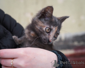 Photo №3. Kitten Haze is looking for a good home!. Russian Federation