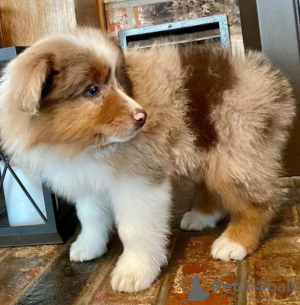 Photo №1. australian shepherd - for sale in the city of Vilnius | negotiated | Announcement № 123751