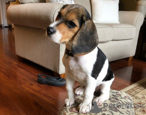 Photo №1. beagle - for sale in the city of Kuwait City | Is free | Announcement № 9941