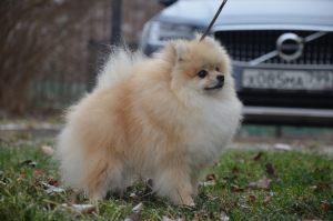 Photo №2 to announcement № 4407 for the sale of pomeranian - buy in Russian Federation from nursery, breeder