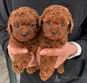 Photo №1. poodle (toy) - for sale in the city of Мюнхен-Флугхафен | 291$ | Announcement № 30009