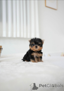 Photo №3. These Little Cuties, have Beautiful Markings. Finland