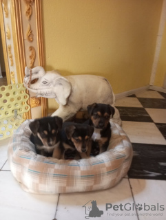 Photo №2 to announcement № 130365 for the sale of non-pedigree dogs - buy in Belarus private announcement