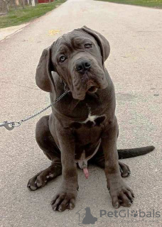 Photo №4. I will sell cane corso in the city of Žitište.  - price - negotiated