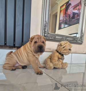 Photo №1. shar pei - for sale in the city of Birlenbach | 361$ | Announcement № 178881