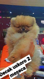 Photo №1. pomeranian - for sale in the city of Москва | negotiated | Announcement № 18112
