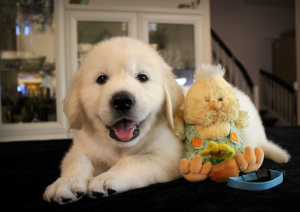 Additional photos: Puppies GOLDEN RETRIEVER