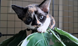 Photo №2 to announcement № 160322 for the sale of devon rex - buy in Germany breeder
