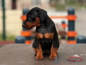 Photo №1. miniature pinscher - for sale in the city of Rüdersdorf | negotiated | Announcement № 98897