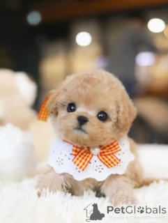 Photo №2 to announcement № 167930 for the sale of poodle (royal) - buy in United Arab Emirates breeder