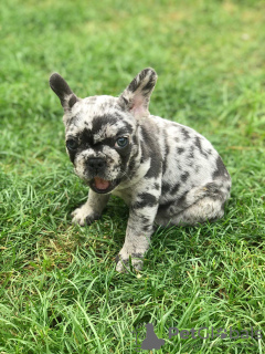 Photo №3. Festive French Bulldog puppies for sale. Germany