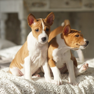 Photo №4. I will sell basenji in the city of Izhevsk. private announcement - price - 603$