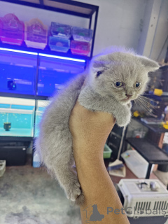 Photo №1. scottish fold - for sale in the city of Anderu | 547$ | Announcement № 172074