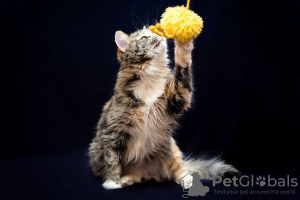 Photo №3. Fluffy tricolor cat Maggie in good hands. Russian Federation
