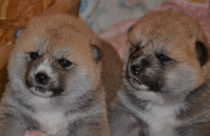 Photo №4. I will sell akita in the city of Permian. from nursery - price - Negotiated