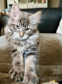 Photo №1. maine coon - for sale in the city of OSLO | 929$ | Announcement № 160421