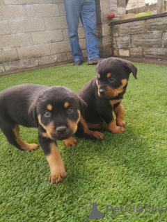 Photo №1. rottweiler - for sale in the city of Йонава | 359$ | Announcement № 37087