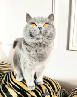 Photo №1. british shorthair - for sale in the city of Bielefeld | negotiated | Announcement № 169920