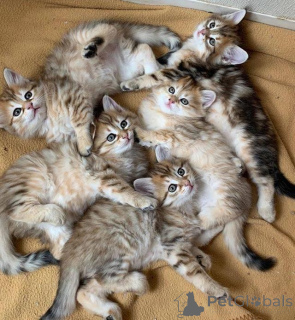 Photo №1. siberian cat - for sale in the city of Erlangen-Höchstadt | 361$ | Announcement № 172324