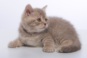 Photo №4. I will sell british shorthair in the city of Minsk. from nursery - price - 250$