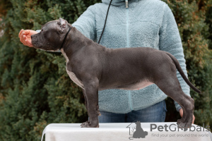 Photo №1. american bully - for sale in the city of Krasnodar | negotiated | Announcement № 87117