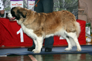 Photo №3. Professional breeder of Moscow watchdog offers handling services in Ukraine