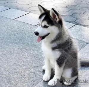 Photo №2 to announcement № 116929 for the sale of siberian husky - buy in Belgium private announcement, breeder