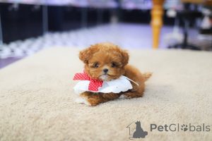 Photo №2 to announcement № 160377 for the sale of poodle (royal) - buy in Australia breeder
