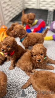 Photo №1. poodle (toy) - for sale in the city of Dusseldorf | negotiated | Announcement № 152579