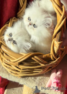 Photo №1. persian cat - for sale in the city of BERNKASTEL-KUES | 329$ | Announcement № 150505