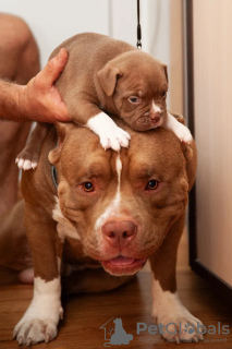 Additional photos: American bully puppies standard classic