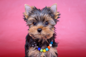 Photo №1. yorkshire terrier - for sale in the city of Krasnoyarsk | Negotiated | Announcement № 5810