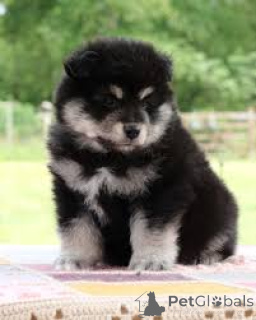 Photo №2 to announcement № 160959 for the sale of finnish lapphund - buy in France private announcement, breeder