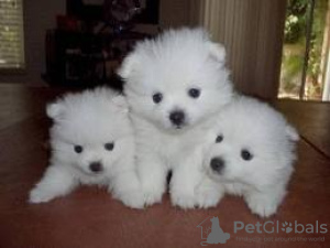 Photo №1. cesky terrier - for sale in the city of Luckau | 211$ | Announcement № 119072