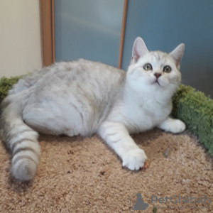 Photo №1. british shorthair - for sale in the city of St. Petersburg | 234$ | Announcement № 40314