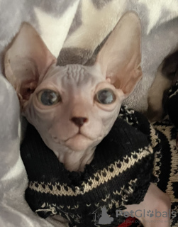 Additional photos: Canadian Sphynx kittens