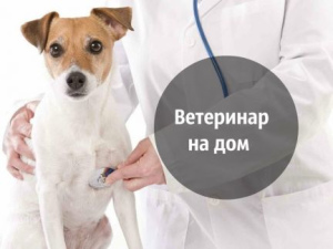 Photo №1. Veterinarian Services in the city of Gomel. Price - 11$. Announcement № 452