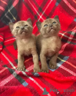 Photo №1. burmese cat - for sale in the city of Austkhoizer | negotiated | Announcement № 173715