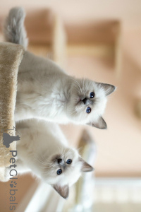 Photo №1. birman - for sale in the city of BeauFort | 361$ | Announcement № 172417