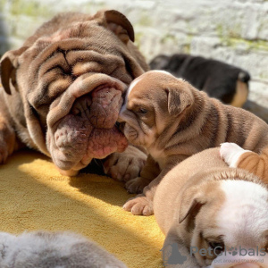 Photo №1. english bulldog - for sale in the city of Роттердам | 602$ | Announcement № 75899