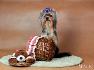 Photo №1. yorkshire terrier - for sale in the city of Wedge | negotiated | Announcement № 2619