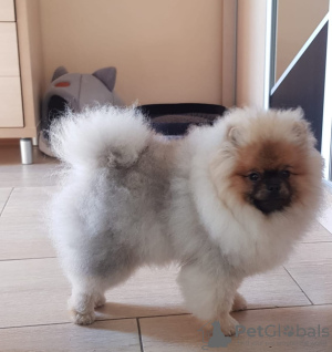 Photo №4. I will sell pomeranian in the city of Leverkusen.  - price - negotiated