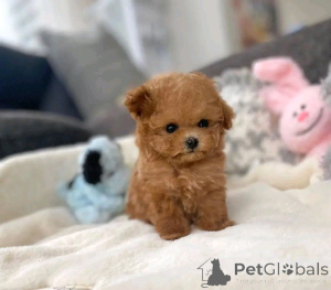 Photo №3. Teacup-Maltipoo-Welpen zur Adoption. Germany