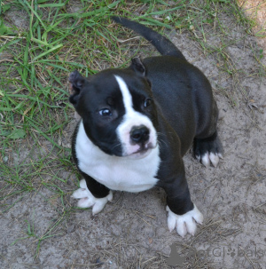 Photo №1. american bully - for sale in the city of Ramenskoye | 1826$ | Announcement № 147529