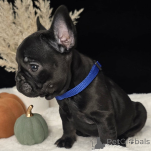 Photo №2 to announcement № 157837 for the sale of french bulldog - buy in Switzerland private announcement